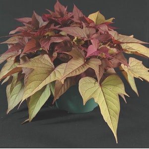 May include: A potted plant with vibrant red and green leaves. The leaves are heart-shaped and have a slightly textured surface.