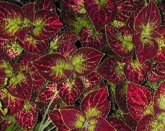 Coleus Solar Sunrise x5 or x1 Live Plant Plugs Grow Your Own Garden