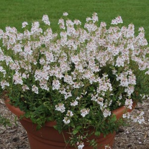 Diascia Sundiascia Blush White x5 or x1 Live Plant Plugs Grow Your Own Garden