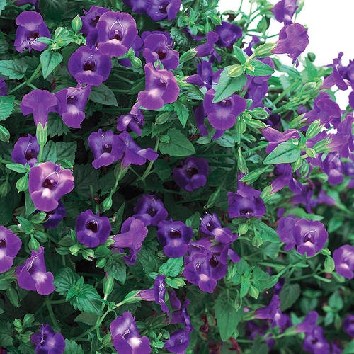 Image of Torenia summer wave blue watercolor painting