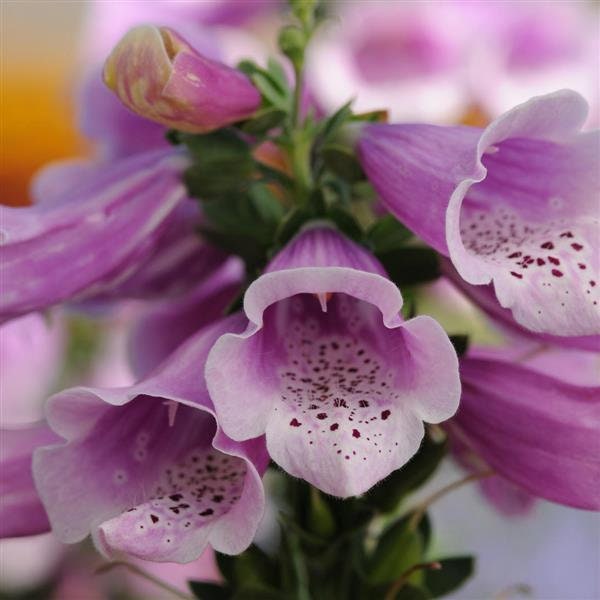 Digitalis Dalmatian Rose x5 or x1 Live Plant Plugs Grow Your Own Garden