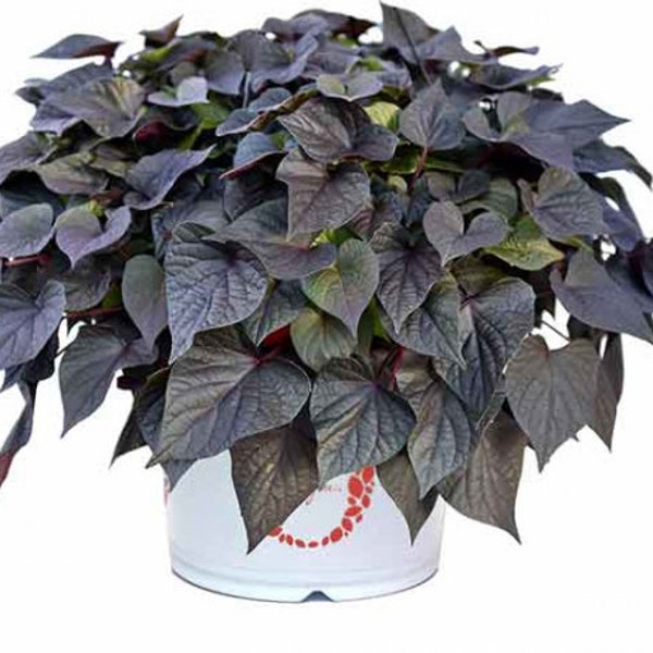 Sweet Potato Vine, Sidekick Heart Bronze - Modern Homestead Home
