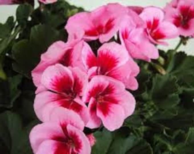 Geranium Calliope Rose Mega Splash X4 or X1 Live Plant Plugs Grow Your ...