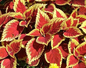 Coleus Main Street Oxford Street  x5  or x1 Live Plant Plugs Grow Your Own Garden