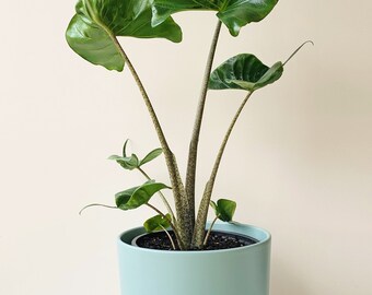 Alocasia Stingray x1 or x2 Live Plant Plugs Grow Your Own Garden Indoor Outdoor