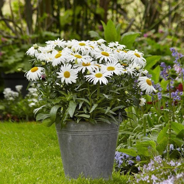 Leucanthemum White Lion x4 or x1 Live Plant Plugs Grow Your Own Garden
