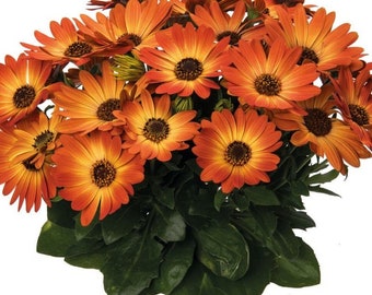 Osteospermum Margarita Orange Flare x4 or x1 Live Plant Plugs Grow Your Own Garden