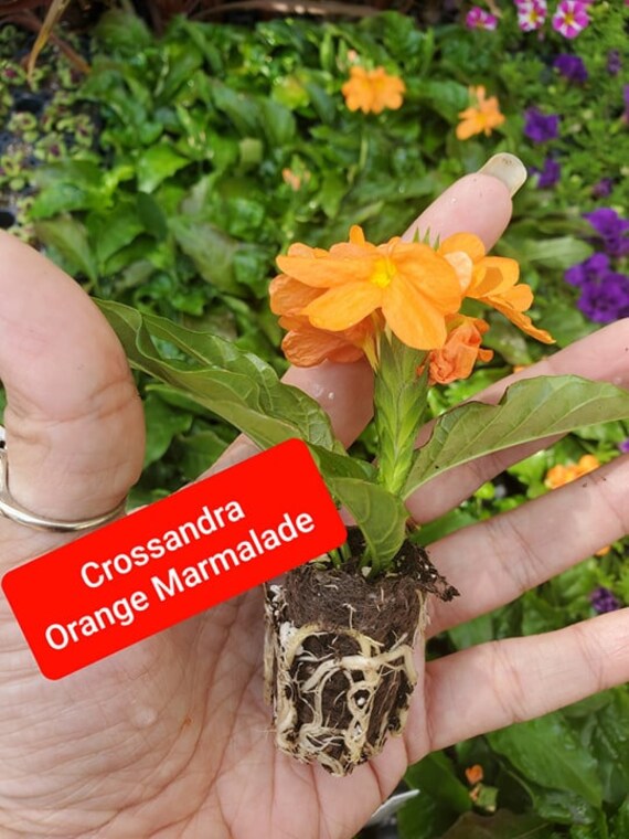 Crossandra Orange Marmalade Starter live plant plugs container garden 5