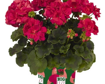 Geranio Big Ezee Sandía x4 o x1 Tapones para plantas vivas Cultiva tu propio jardín