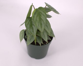 Philodendron Sodiroi  x1 or x2 Live Plant Plugs Grow Your Own Garden Indoor Outdoor House Silver Leaf Philodendron