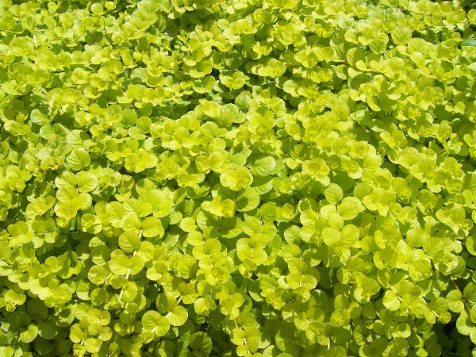 Lysimachia Goldilocks X4 or X1 Live Plant Plugs Grow Your Own Garden - Etsy
