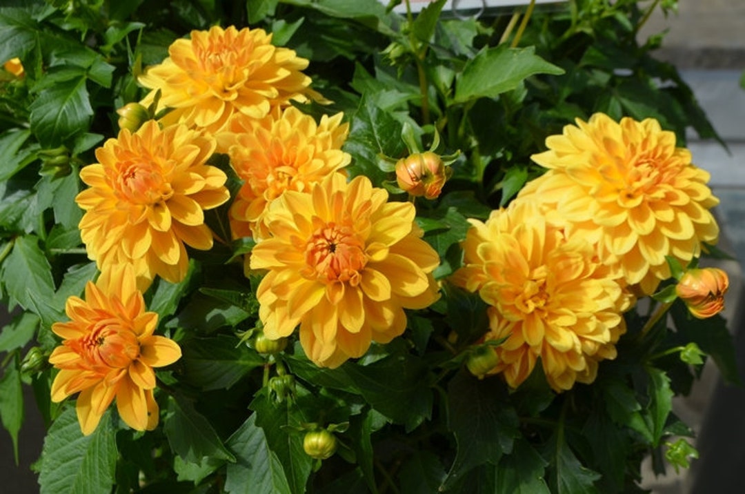 Dahlia Hypnotica Tequila Sunrise X4 or X1 Live Plant Plugs - Etsy