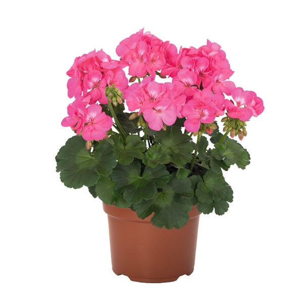 Geranium Santana Pink x4 or x1 Live Plant Plugs Grow Your Own Garden