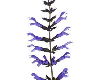 Salvia Salgoon Lake Baikal x4 o x1 Tapones para plantas vivas Jardín gótico Negro Azul Cultiva tu propio jardín