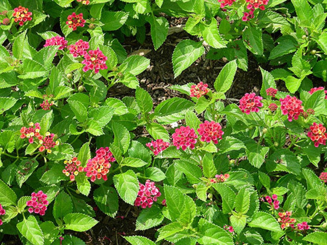 Lantana Florida Mound Fuchsia X5 or X1 Live Plant Plugs Grow Etsy