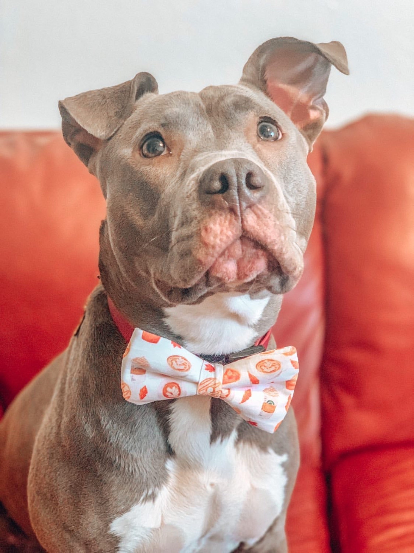 small dog bowtie