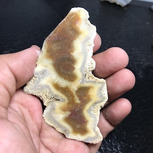 May include: A fossilized coral specimen with a unique pattern of brown, tan, and cream colors. The coral's intricate details are visible, showcasing its natural texture and shape. The fossil is held in a hand.