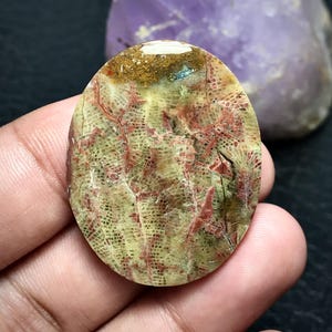 Può includere: Un fossile ovale con un motivo dettagliato di tonalità rosse e beige. La superficie del fossile presenta una trama a rete, con crepe visibili e variazioni di colore. Il fossile è tenuto in mano, con una pietra viola sullo sfondo.