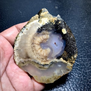 Agatized Coral Fossil Unpolished Slabs 76x75x8,5 mm, Natural Specimen with Unique Pattern from Indonesia