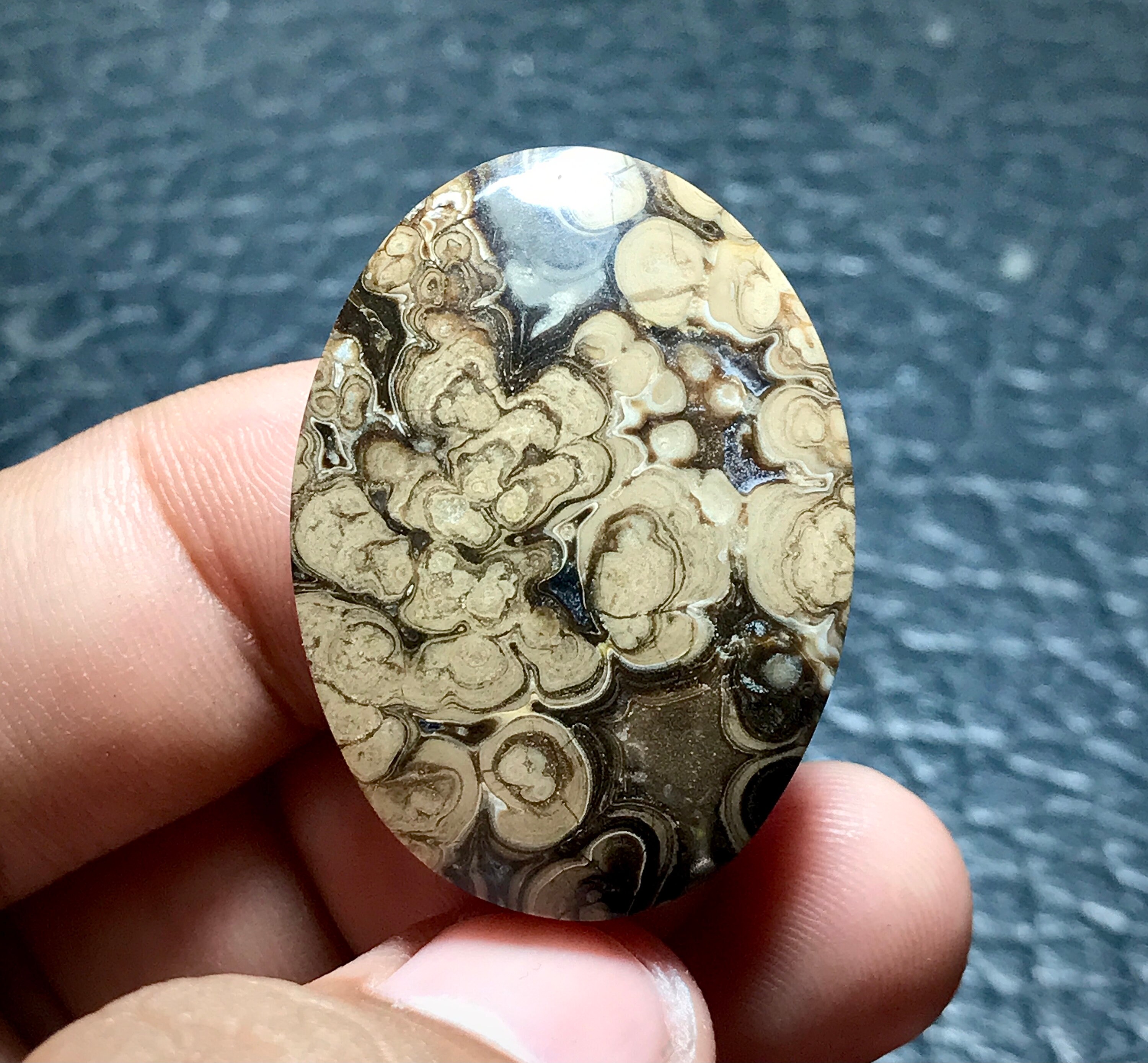 現品　アストロフィツム　盤石　木質化　大株〜古株 Petrified Palm Root Wood Cabochon 36x27x7 Mm, Batik Jasper - Etsy