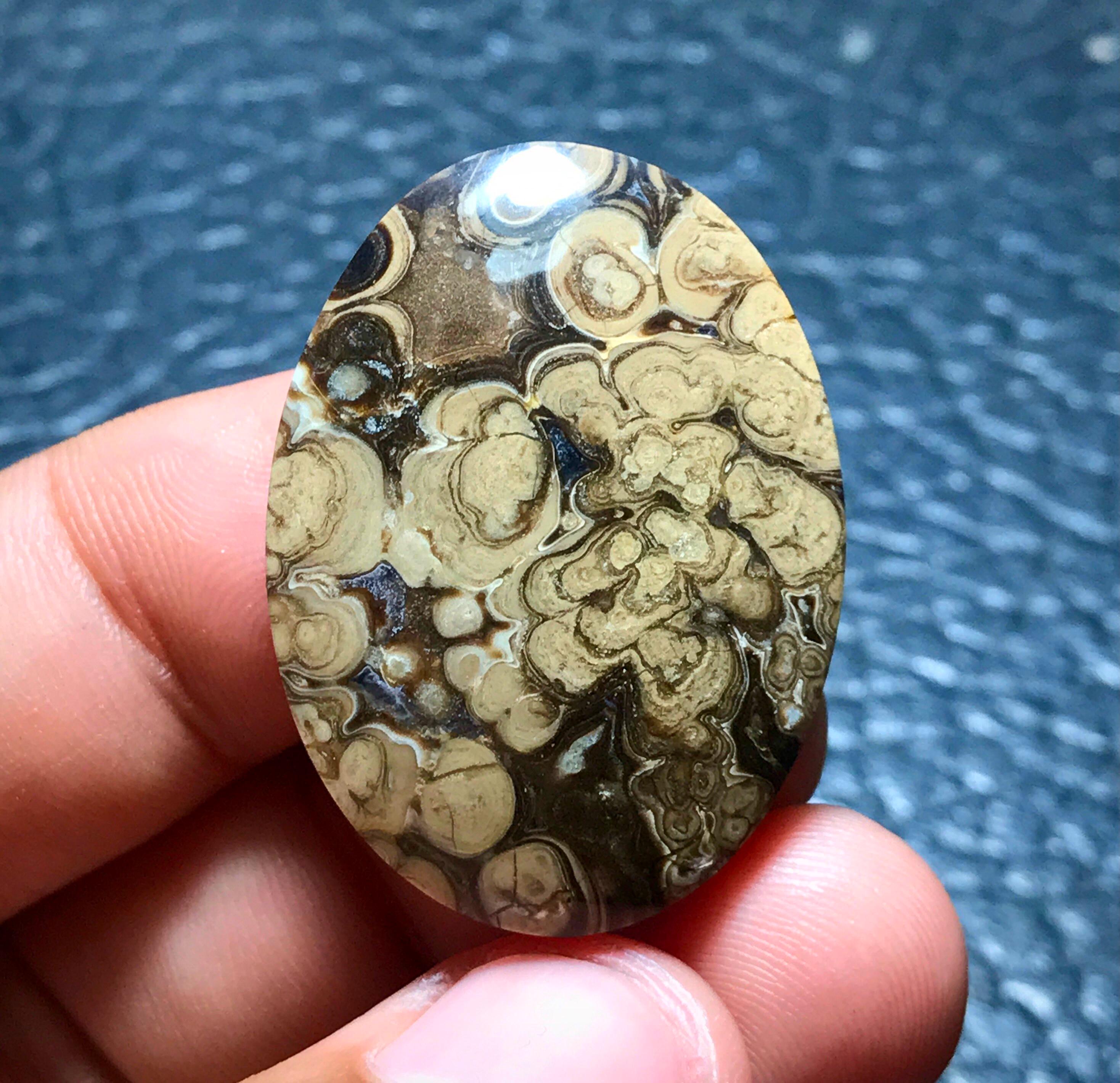 Petrified Palm Root Wood Cabochon 36x27x7 Mm, Batik Jasper - Etsy