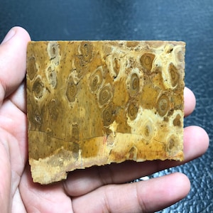 Amazing Petrified Palm Root Unpolished Slabs for Lapidary 69x58x5 mm, Jewelry Making, or Collecting