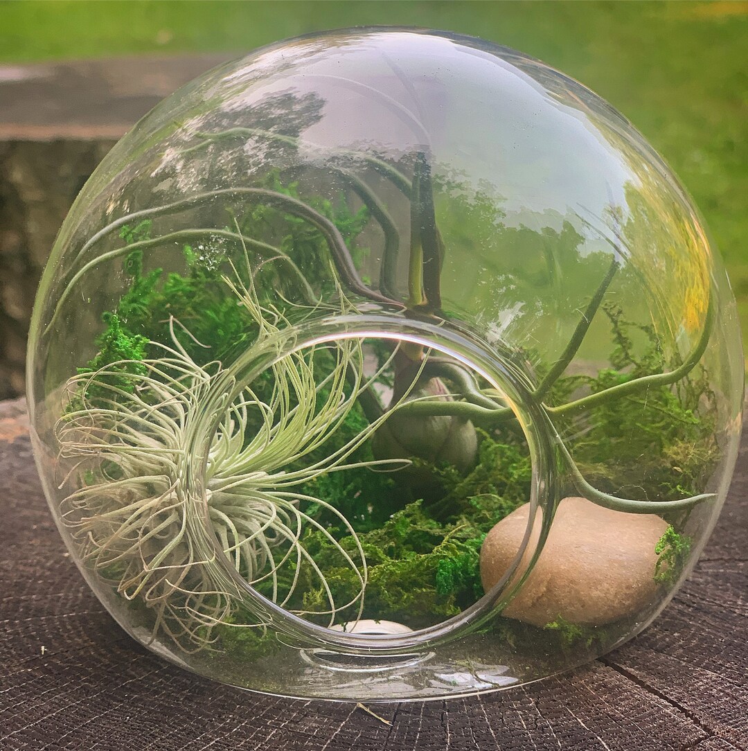 Mini Air Plant Terrariums Etsy