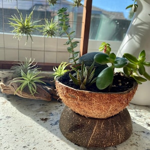 May include: A variety of green succulents planted in a halved coconut shell with a second coconut shell used as a base. The planter sits on a white countertop.