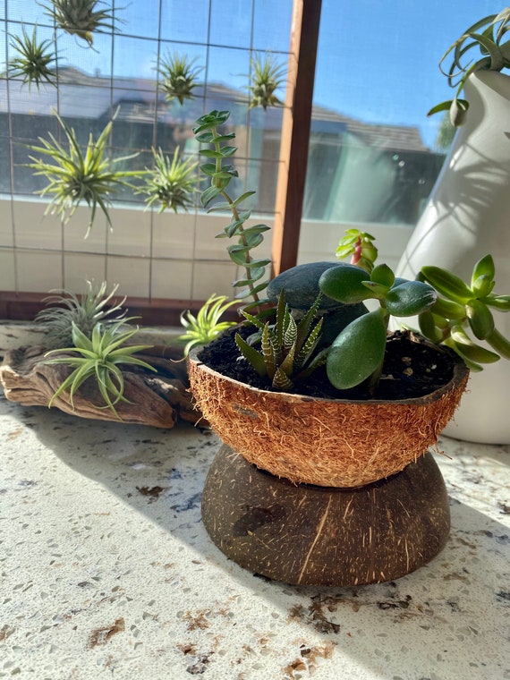 Coconut shell planter pot