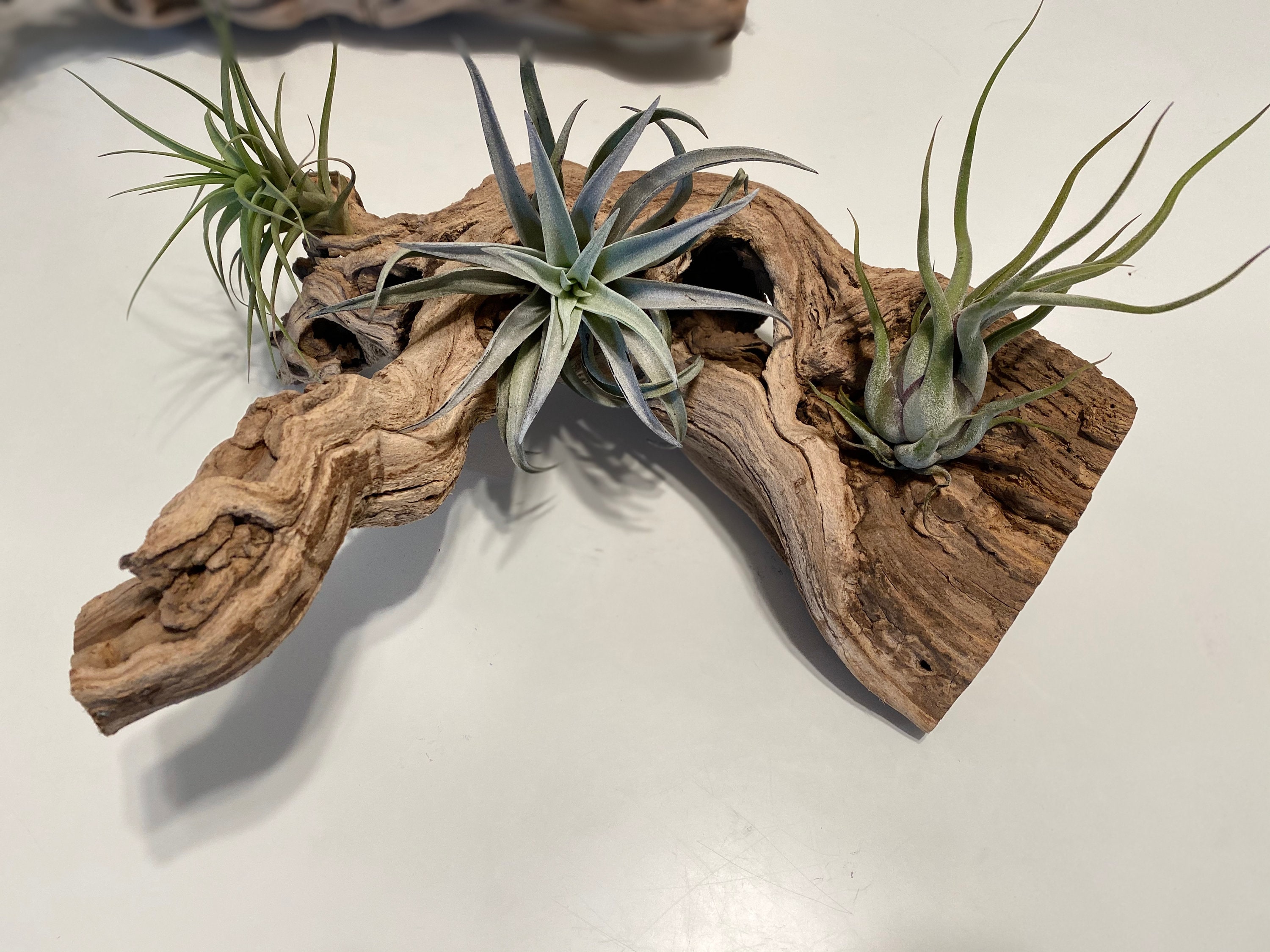 8. Living Sculptures: Air Plants And Driftwood In Perfect Harmony