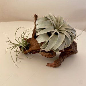 Air plant accent piece