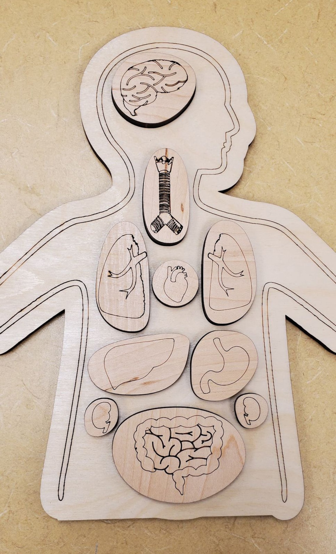 Wooden Anatomy Puzzle Montessori Puzzle Anatomy Organ Game Etsy