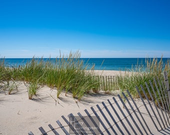 Beach Dunes