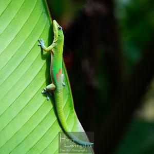Hawaiian Gecko
