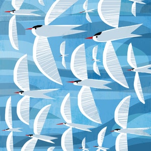 Terns against the Blue