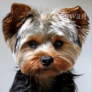 Yorkie round face cut sales