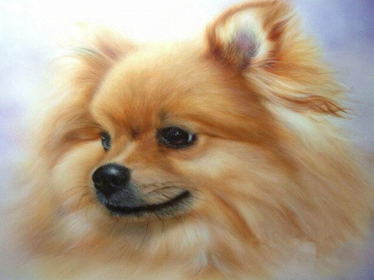 Little Pomeranian DIY 5D Diamond Painting Kit Full Square or Round Drill