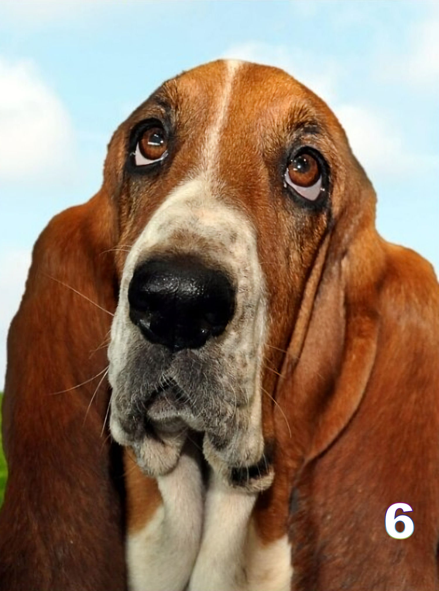 Speeddogs Hounds And Puppies - u753c9f