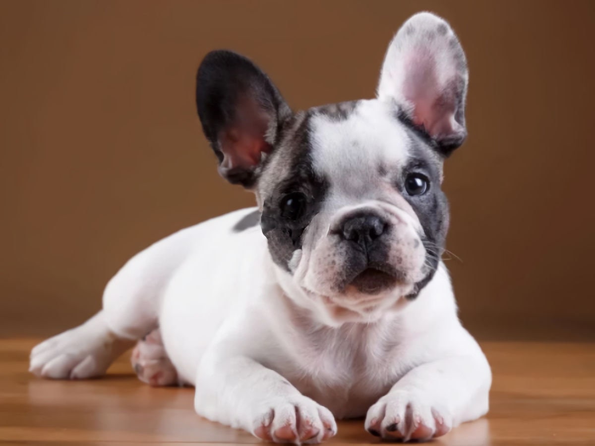 FRENCH BULLDOG DIY 5D Diamond Painting Kit Full Square or Round Drill