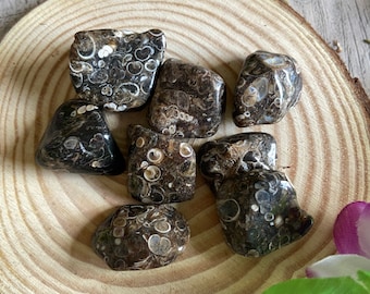 Turritella Fossil Agate  Crystal Tumblestone, Fossilised Snails and Sea Creatures Tumblestone, Healing Crystals, Root Chakra Healing