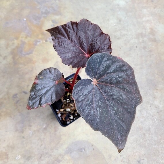 Begonia Taconite Rooted Specimens Second Picture Is Etsy Ireland
