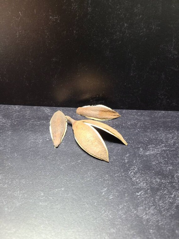 Coconut Petals Decorative Potpourri Seed Pod Coconut Petals Decorative Potpourri Seed Pod