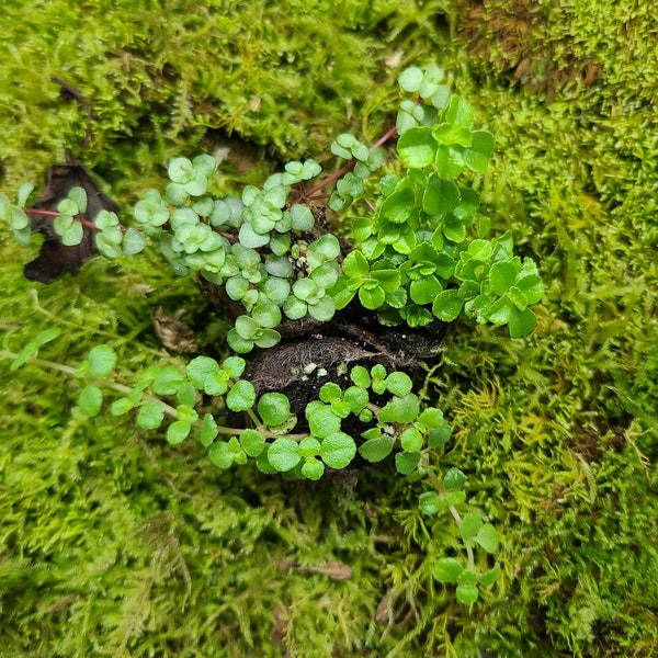 Miniature terrarium ground cover bundle (3 small plants)