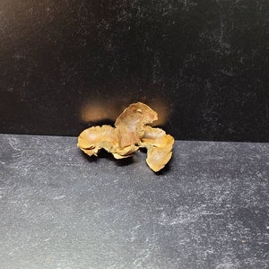 Coconut Petals Decorative Potpourri Seed Pod Coconut Petals Decorative Potpourri Seed Pod