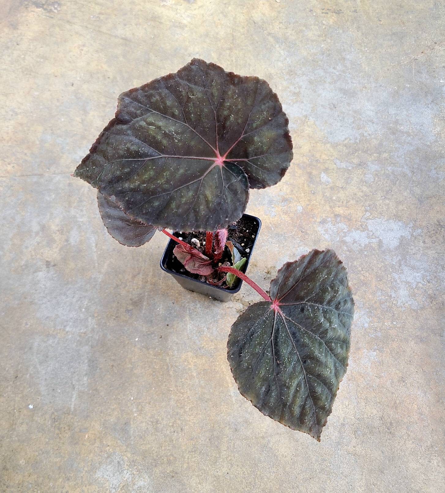 Begonia Taconite Rooted Specimens Second Picture Is Etsy Singapore