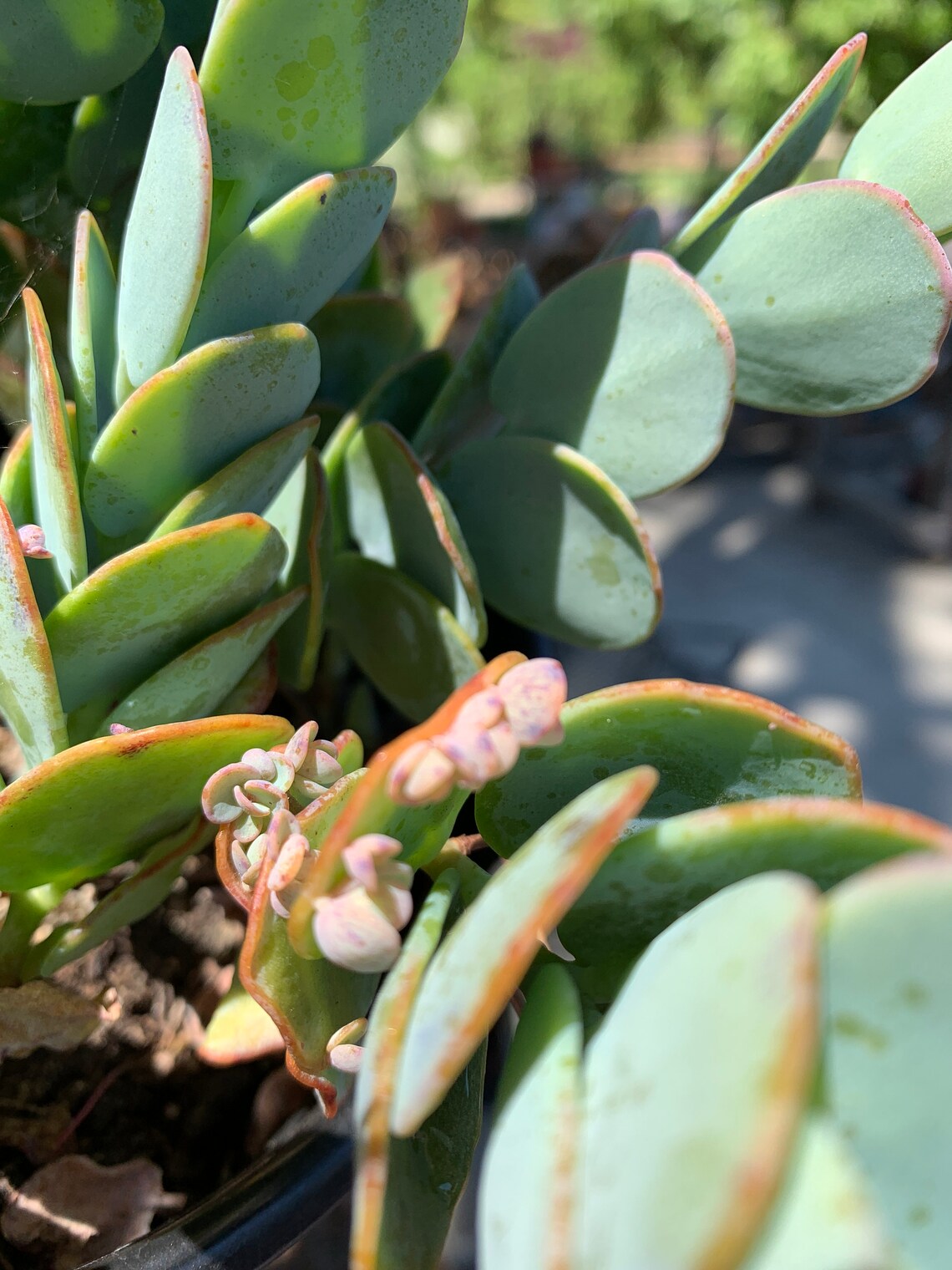 Kalanchoe Panamensis Mariners Kalanchoe 1 Fresh Healthy Etsy