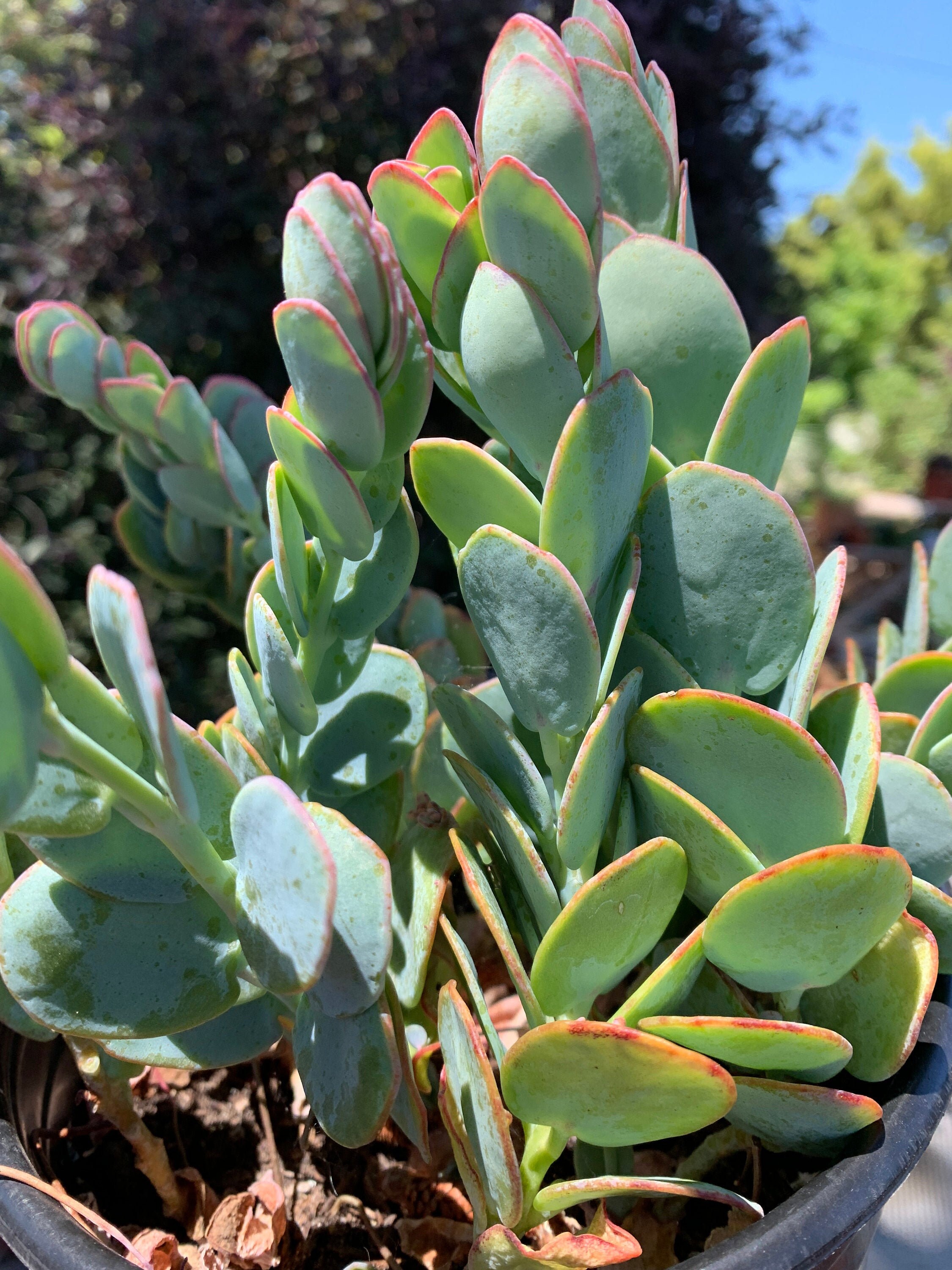 Kalanchoe Panamensis Mariners Kalanchoe 2 Fresh Healthy Etsy