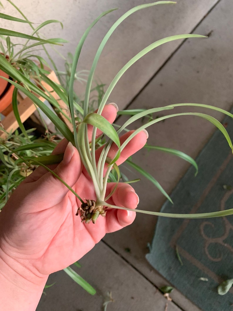 Spider Plant Babies All green Unrooted Etsy