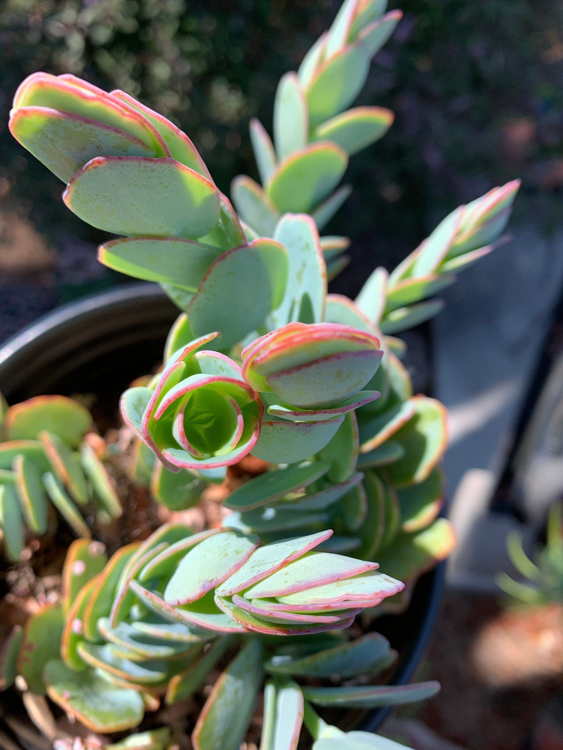 Kalanchoe Panamensis Mariners Kalanchoe 2 Fresh Healthy Etsy