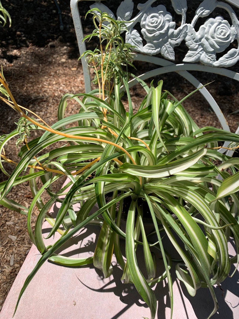 Variegated Spider Plant Babies Curly Bonnie Unrooted Etsy